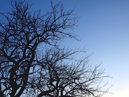 Big tree on dark evening sky background の写真素材