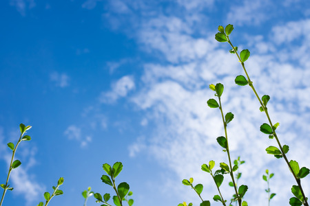 Green leaves with blue sky background.