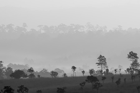 Thung Salaeng Luang National Park, Phatchabun, Thailand. Black and White tone