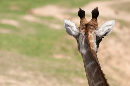 Giraffe.の写真素材