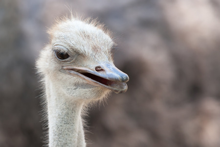 Close up of ostrich head Struthio camelusの写真素材