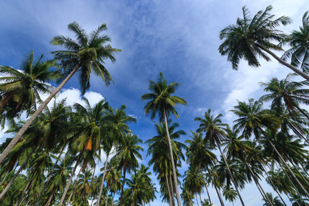Coconut trees against blue sky background, Koh Yao Noi , Phang Nga, THAILANDの写真素材