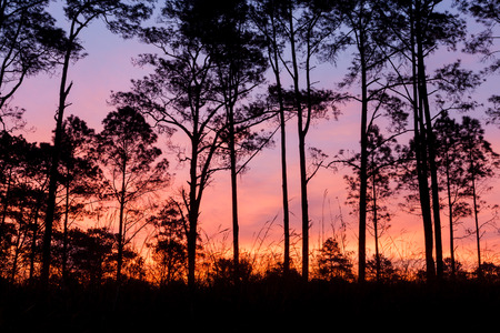 Trees silhouette with sky background at sunrise. Thung Salaeng Luang National Park, Phatchabun, Thailand.の写真素材