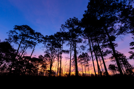 Trees silhouette with sky background at sunrise. Thung Salaeng Luang National Park, Phatchabun, Thailand.の写真素材