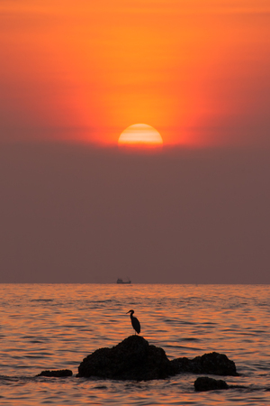 Silhouette Heron with sunset, Koh Lanta island. Krabi, Thailand.の写真素材