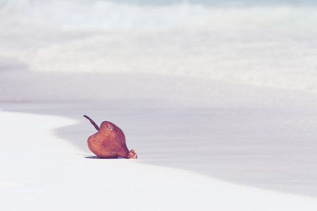 Sea Poison Tree fruits Barringtonia asiatica against white sand and sea wave background. Vintage color.の写真素材