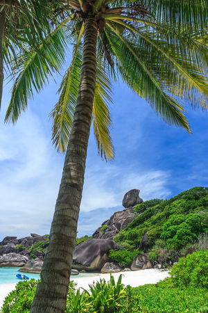 Coconut tree on Similan island Thailand.の写真素材