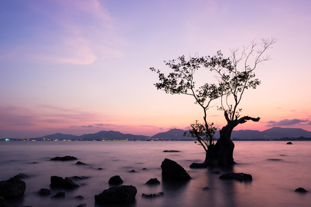 Silhouette mangrove tree in the sea with sky at sunset.の写真素材