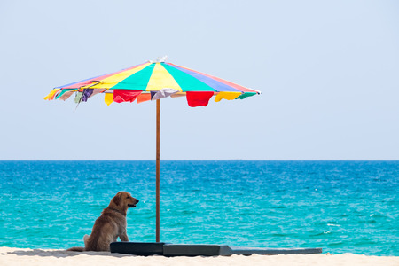Dog sitting under the beach umbrella against sea background.の写真素材