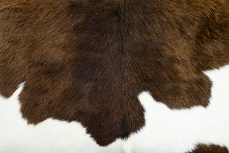 Cowhide, cow skin background.の写真素材