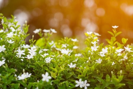 White Inda flower blooming in the morning.の写真素材