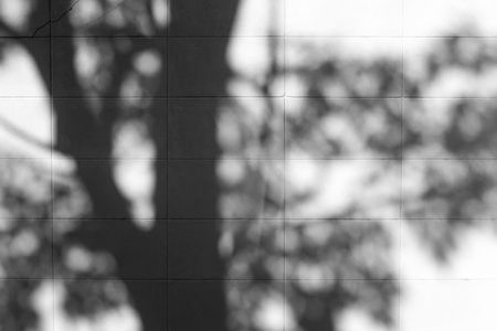 Shadow of tree reflected on the wall.