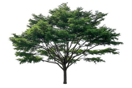 Tree isolated on white background.の写真素材