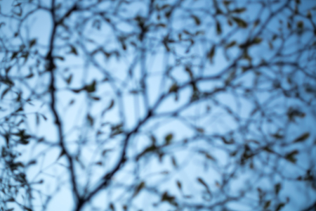 Blurred abstract background with tree branches and sky.の写真素材