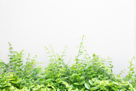 Green Leaves and white wall background.の写真素材