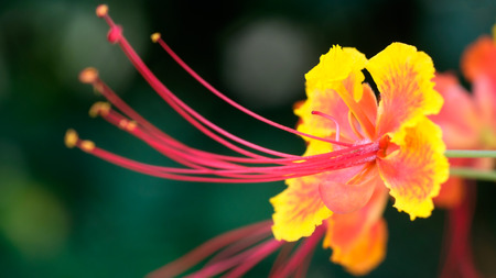 Peacock flower.の写真素材