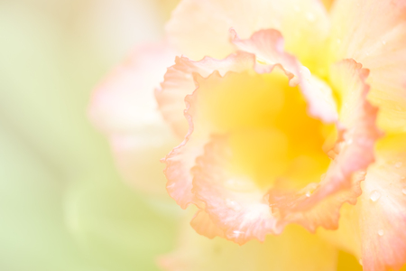 Double Delight Rose  with color filters, Soft focus.の写真素材