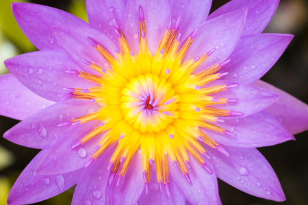 Water lily (Lotus flower) on top view.の写真素材