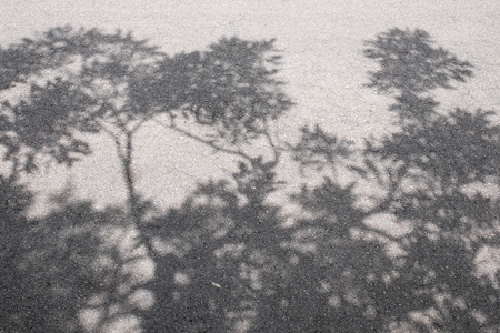 Shadow of tree on the road. Black and White tone.の写真素材