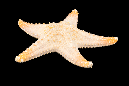 Starfish isolated on black background.の写真素材