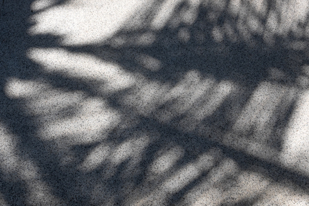 Palm tree shadow on a cement floor.の写真素材