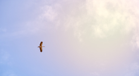 White heron bird or ardea alba flying on sky background.の写真素材