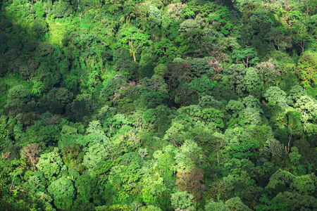 Aerial view of forest at Doi Luang Chiang Dao Mountain, Chiang Mai Province, Thailand.の写真素材