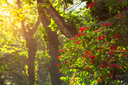 Red flowers at forest tree.の写真素材