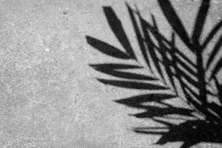 Shadow of the leaves on a cement floor.の写真素材