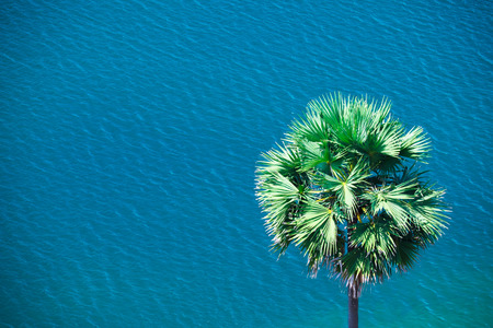 Sugar palm tree with blue sea background. Phuket, Thailand.の写真素材