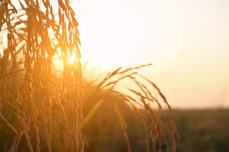 Rice spike in rice field.の写真素材