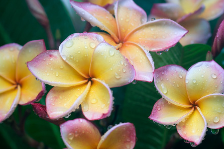 Plumeria flower or Frangipani flower.の写真素材