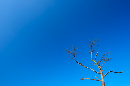 Dry or dead brown tree on blue sky background.の写真素材