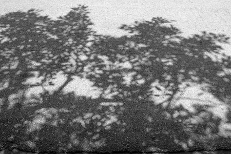 Black and white shadow of tree on asphalt road.