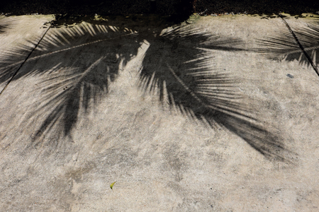 Shadow coconut leaf on cement floor.の写真素材