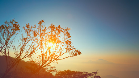 Autumn forest with yellow leaves and mountains in the background. Ba Na Hills, Da Nang, Vietnam.の写真素材