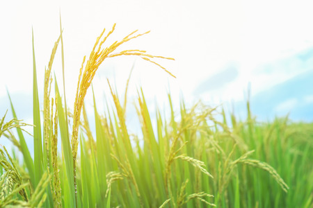 Rice spike in rice field.の写真素材