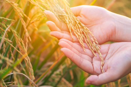 Female hand touching rice in a rice field.の写真素材