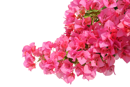 Pink bougainvilleas on white background isolated.の写真素材