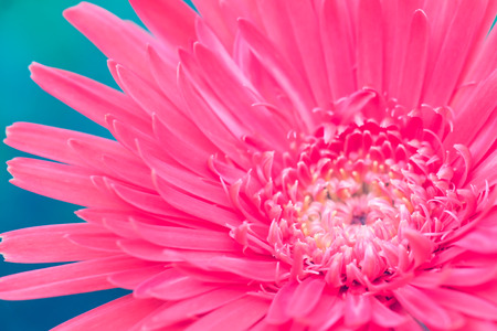 Pink gerbera on blue background. Pastel color.の写真素材