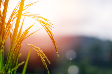 Rice field in sunset time.の写真素材