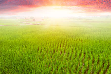 Rice field and sky background at sunset time with sun rays.の写真素材