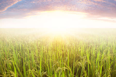 Rice field and sky background at sunset time with sun rays.の写真素材