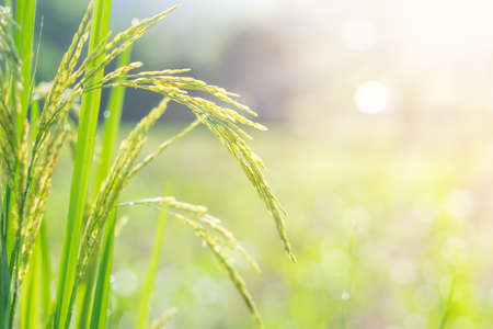 Closeup of rice spike in green paddy field.の写真素材