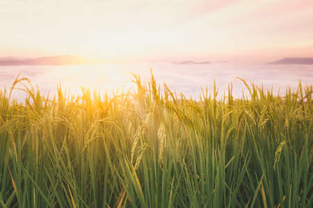 Rice field at sunrise time with mountain and mist background.の写真素材