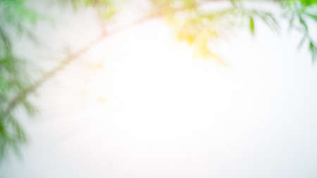 Blurred Bamboo leaves white background with sun rays.