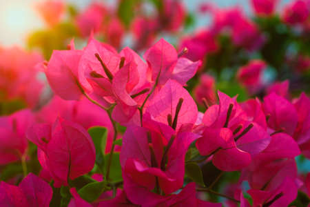 Pink Bougainvillea flower at sunset.