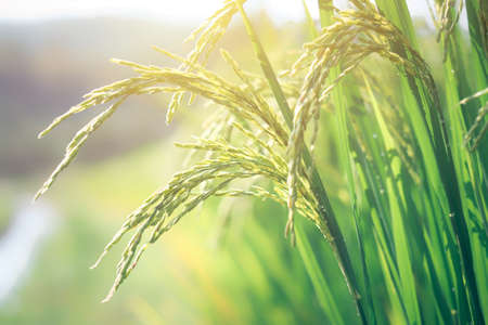 Rice spike in rice fields. Green paddy rice field in the morning.の写真素材