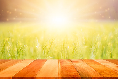 Wood plank with paddy rice grains in rice field and sky background at sunset with sunlight.の写真素材