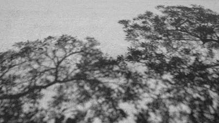 Shadow of trees on road for background. Shadow of leaves on asphalt road. Top view,  Black and white.の写真素材